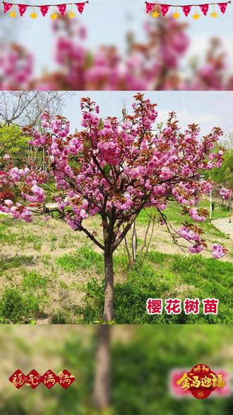 #樱花 #樱花树苗 #樱花苗 6公分粗晚樱 带土球发货 春天开花 发京东物流 送货上门 #庭院植物 #晚樱