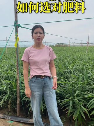 膨大姜球现阶段避开硝酸钾肥料,首选硫酸钾肥料,膨大姜球,增重压秤,增加干物质积累,让大家更耐储存#硫酸钾#大姜高产#阳帆农业#速溶硫酸钾