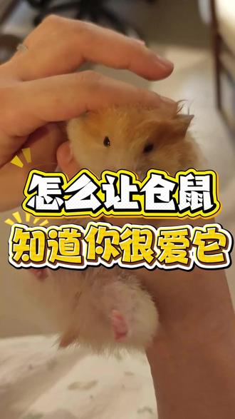 仓鼠养殖知识 #仓鼠 #金丝熊 #仓鼠日常