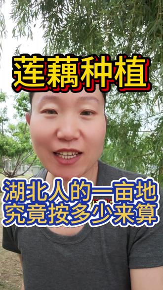 第113集|湖北人的一亩地,到底是按多少面积算的#希望对大家有帮助 #湖北dou知道 #一亩地等于多少平方米 #莲藕种植 #三农种植
