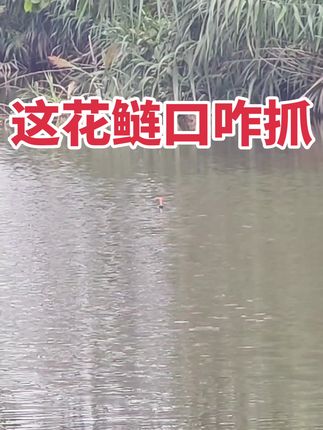 没玩过花鲢#原创视频 #钓大鱼 #户外钓鱼 #水草造景