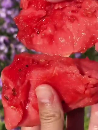 能剥皮的小糖丸西瓜来啦,皮薄肉厚,脆甜爆汁,巨甜巨好吃#西瓜 #超便宜超划算 #一起吃西瓜  #小糖丸西瓜  #西瓜🍉