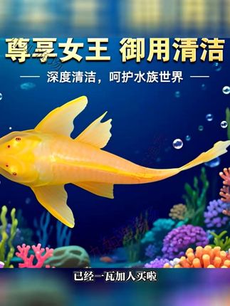 已经一瓦加人买啦,红眼女王大帆这种鱼可太实用了,养在鱼缸里,它能帮着清洁鱼缸,还能把藻类都除掉,让鱼缸时刻保持干净,有鱼缸的可别错过