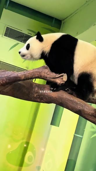 妹猪abcd香香姐?香香姐把妹猪关门外给萌萌加餐,妹猪生胖气 #大熊猫妹猪 #大熊猫萌萌 #来这吸熊猫 #也太可爱了吧 #国宝不愧是国宝