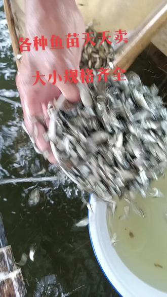 #欢迎新老客户的光临 #诚信经营质量第一 鱼苗天天在卖来电约起