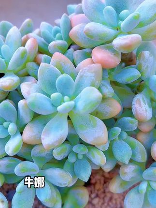 洛神多肉 #记录多肉生活 #爱生活爱养花 #今日分享 #多肉养护 #阳台多肉