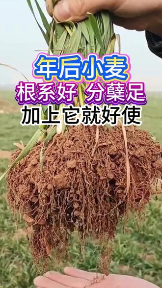 年后小麦
根系好 分蘖足
加上它就好使
#分享农业小知识 #小麦促分蘖
#芸苔素黄金搭档 #小麦高产管理方案
#小麦年后管理