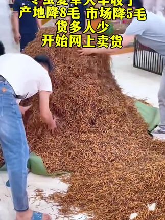 #冬虫夏草#助手抖音 #看过来 #经济实惠