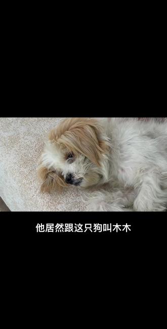 流浪猫小笔杆跟我们家的流浪狗木木终于成了好朋友。#萌宠日常记录 #动物萌宠