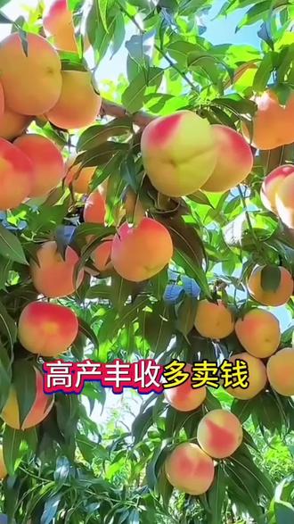 果树食心虫防治,记住这几点…#食心虫防治 #果树管理 #三农种植 #种植小技巧 #食心虫钻心虫