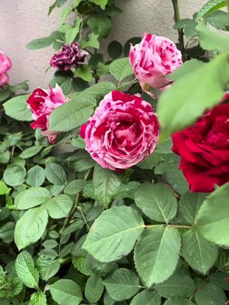 #月季养护 #最美月季花 #养花人 #庭院花园 #园艺花卉