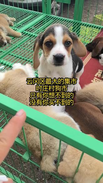 #赶大集赶大集 来云冈区时庄狗市,每周六周日开启!