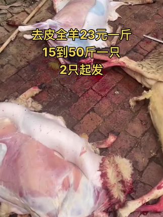 去皮全羊23元一斤，15到50斤一只，2只起发#全羊 #去皮全羊 #牛羊肉批发 #支持全国发货
