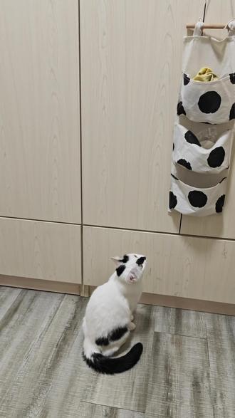 我以为小猫咪看到了什么不干净的东西🥲#猫咪的迷惑行为