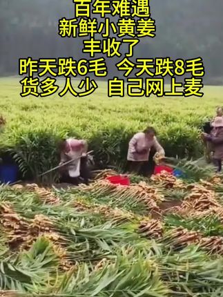 #抖音助农 #小黄姜 #优质农产品