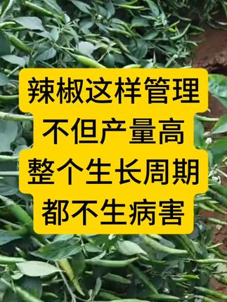 辣椒这样种植,整个生长周期都不生病害#辣椒种植 #辣椒种植技术 #农业技术种植
