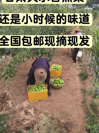 甘肃天水香蕉梨,全国包邮现摘现发,想吃的朋友抓紧下单。#抖音新农人 #抖音农村人 #我的乡村生活