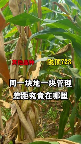 同样的地一样的管理!差距对比究竟在哪里?! #三农 #陇顶728 #热导系 #优质农产品 #高产玉米种子