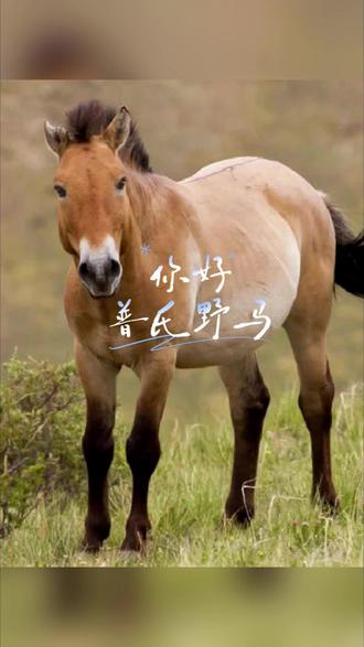 谁是世界上唯一幸存的野马? #普氏野马 ,染色体数与家马不同,是目前世界上仅存的真正野生马种!#咱们工人有力量 #马年说马 #动物移动学堂 #雨水 节气