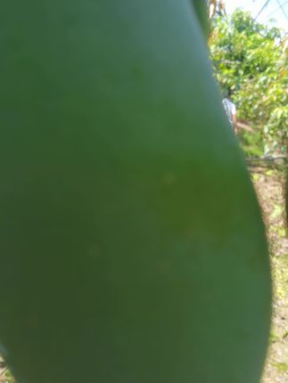 新鲜桂七芒到手超甜!包邮退货无忧太爽了 这么热的天让我摘果,十块钱一斤都怕#百色芒果之乡 