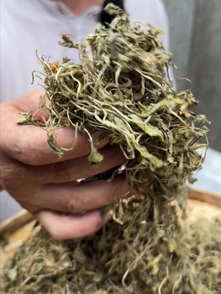 知道可以干嘛用的吗? #植物科普 #潮汕人 #潮汕话 #你见过这种植物吗 #三农
