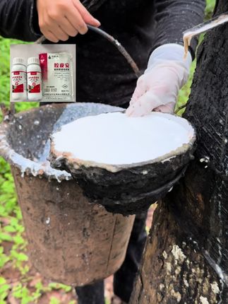 第4刀 胶水还是满满的一大碗    【胶丰收增胶液】和【胶皮安】这一组黄金搭档组合,既能增加胶水产量,又能保养树皮,产量比较稳,很多胶农用了之后给予的好评率 都是不错的,没用过的一定要试一试#割胶 #记录真实生活 #胶丰收增胶液