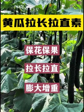 #黄瓜#黄瓜高产#黄瓜种植技术