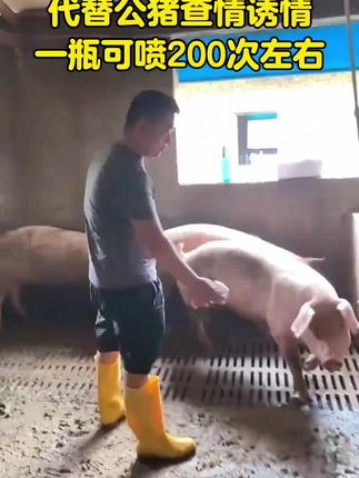 一瓶100毫升大品牌 #养猪 #养猪人加油干 #养猪人 #养猪人不容易 #公猪气味剂
