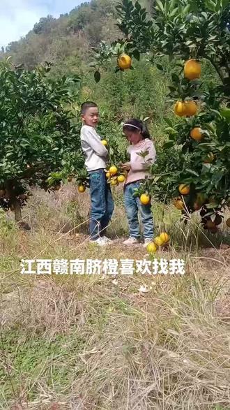 江西是个好地方,也是革命根据地。脐橙之乡