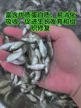 中科5号鲫鱼长势快,病害少,繁殖强,一年1-3斤 #鲫鱼 #三农 #钓鱼 #农村生活