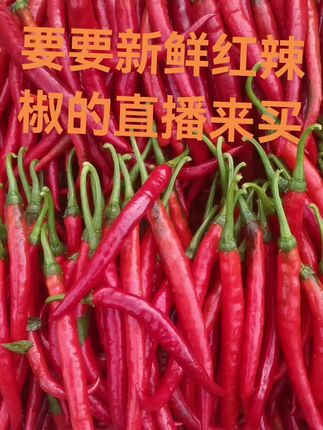 高山高海拔露天种植的二荆条。#贵州二荆条 #贵州农特产 ,
