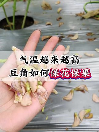 落花不坐果,及时保花保果#豆角种植#豆角种植技术#豆角高产技术