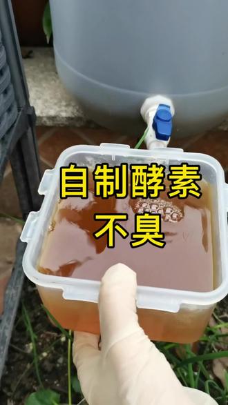 在家自制环保酵素,这样做没有臭味!#我的小菜园 #有机肥#记录我的种植生活 #阳台种菜