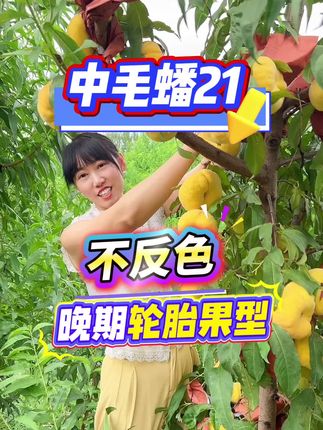 中蟠21,在河南8月上中旬左右成熟,单果重400-600克左右,含糖量17%-19%,套袋纯黄,不反色。自花授粉,挂果期长,耐储运,抗旱抗寒。坐果率好,耐运输!#优质种苗 #苗木供应 #苗木种植基地