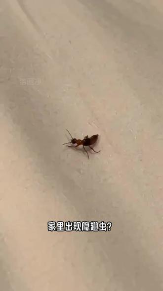 家里进隐翅虫真的噩梦😭 谁懂隐翅虫的痛❗ 碰一下皮肤红肿溃烂、又痒又疼 夏夜爬床头、爬墙面,防不胜防😫 挖到本命杀虫喷雾✅ 💡有效成分:呋虫胺 精准灭杀隐翅虫🦟直击虫源 ✨500ml 大容量✅性价比拉满 细雾喷头🎯施药超精准不浪费杀虫范围超广👇 蟑螂 / 苍蝇 / 蚂蚁 / 跳蚤 / 臭虫全能杀 新升级👉无色无味 0 刺鼻 孕婴家庭🉑放心用 居家防虫闭眼入🛒 #隐翅虫 #隐翅虫的危害 #隐翅虫怎么消灭 #家里有隐翅虫怎么办 #呋虫胺杀虫剂