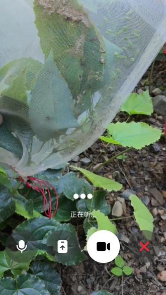 淫羊藿种子采集套袋的作用是比较明显的,防虫,防鸟 防霉 防雨水,防脱落丢失,种子自然成熟,颗颗饱满,后期出苗率也非常高,惟一的缺点是耗时耗力,你们谁有什么两全其美的办法吗?#中药材种植技术#淫羊藿#淫羊藿种植基地#淫羊藿种子#淫羊藿套袋
