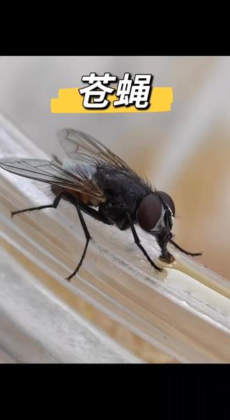 为什么家里会出现苍蝇家中脏乱潮湿、垃圾未及时清理、存有变质食物,会吸引苍蝇定居繁殖。苍蝇常在垃圾桶、厨房角落、地漏等处活动,身上携带大量病菌。它们污染食物和餐具,传播肠道疾病,还会影响休息,严重危害家人身体健康与生活环境。而这款杀虫剂不管是卧室、 厨房还是卫生间、阳台都能用。产品使用场景广泛,气味温和不刺激,放置简单,全屋布放就能实现全方位驱虫防护。#苍蝇 #灭苍蝇神器 #杀虫剂 #居家除虫好物#家用除虫好物