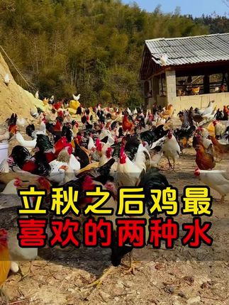 立秋后给鸡喂什么水#鸡 #养鸡人 #科学养鸡 #养鸡小妙招 #养鸡技术