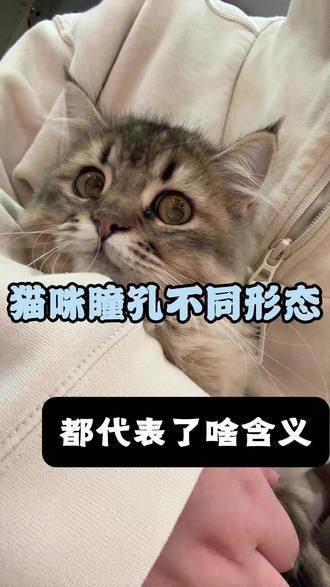 猫咪瞳孔不同的形态,都代表了啥含义 小猫瞳孔的不同形态,其实藏着它当下的状态和情绪,具体含义可以看这几种常见情况:
第一种瞳孔圆形放大:通常是兴奋、害怕,或是发现了感兴趣的事物。比如你把手藏在被子里乱动,小猫的眼睛会迅速变黑,紧紧盯着你的手来回移动。
第二种瞳孔细长竖条状:这是毛孩子满足放松的信号,此时它毫无戒备心,处于安逸状态。它会显得格外慵懒,一副享受生活的模样,比如躺在舒服的地方晒太阳时,你叫它,它还会伸个爪子开花回应你。
第三种瞳孔一大一小:这几乎是疾病的预警信号,可能是小猫误食有毒物质导致,比如舔到没滴好的驱虫药、接触了驱蚊液、吃了厨房的葱姜蒜;也可能是脑压异常或神经问题引起。遇到这种情况,一定要赶紧送医,别耽误治疗。
第四种瞳孔呈半圆形:这种形态很有意思,通常代表小猫在思考,处于犹豫、权衡利弊的状态。
最后一种瞳孔频繁收缩放大:说明小猫此刻情绪波动大,常见于洗澡时,或是突然进入陌生环境引发的应激反应。
其实小猫的眼神比人诚实多了,只要你多留意观察,它想说的话,基本都写在眼睛里。#猫 #毛孩子 #宠物医院 #猫咪日常