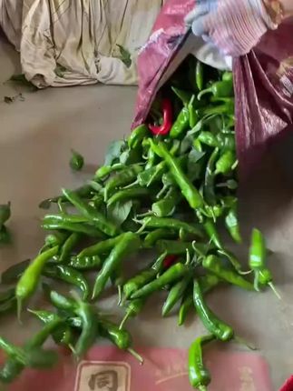 新鲜辣妹子土辣椒