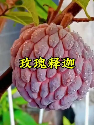 玫瑰释迦果,口感像冰淇淋一样的水果,软糯香甜超好吃,一年只能吃一次,遇见了就别错过哦#快来一起尝个鲜 #释迦 #释迦果##舌尖上的味道 #你吃过吗