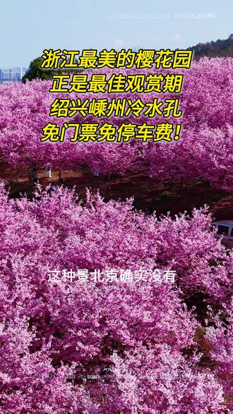 浙江最美的樱花园,正是最佳观赏期。绍兴嵊州冷水孔,免门票免停车费!#冷水孔樱花 #嵊州樱花园 #绍兴樱花 #嵊州网红打卡 #心哥旅拍