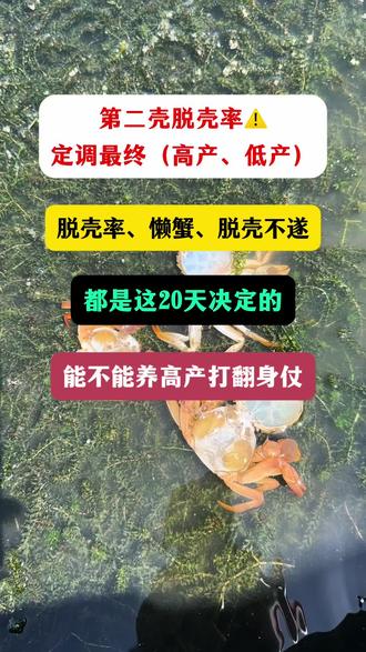 螃蟹第二壳脱壳周期为20天左右,这个20天,就定型了池塘的有效存塘蟹数量。脱壳率多高,能有多少螃蟹脱壳,不脱壳的懒蟹,脱壳不遂、顶壳拉脚都是出现在这个20天时间。