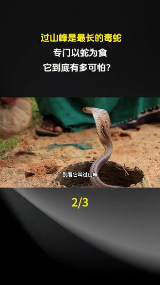 过山峰是最长的毒蛇,专门以蛇为食,它到底有多可怕? #科普 #科普一下 #科普知识 #科普达人 #奇闻趣事