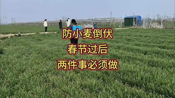 防小麦倒伏,春节过后,两件事必须做 #内容启发搜索 #三农流量扶持计划 #创作者扶持计划