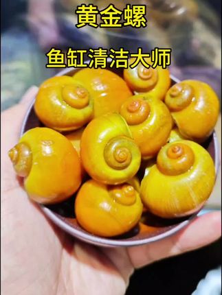 有了它再也不用为清理鱼缸发愁啦 它就是黄金螺鱼缸清洁大师! 黄金螺,宛如水中的金色精灵,外壳呈金黄色或黄褐色,光滑且有光泽,大而圆的外形似小巧的宝盒[!其头部有两对触角,后触角基部的眼点犹如黑珍珠。它性格温和,行动缓慢,喜栖息于水质清新的淡水!#黄金螺 #鱼缸清洁 #鱼缸里的大自然 #养鱼日记 #水族