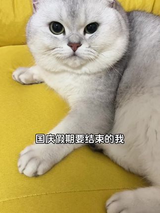 国庆就这么水灵灵的没了…… #萌宠出道计划 #银渐层 #国庆 #邪恶银渐层