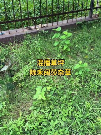 要混播黑麦草目前草坪中的杂草怎么解决呢?#dou音上热门 #草坪除草#果岭草#百慕大混播黑麦草#草坪草皮