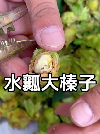 大榛子下来啦 清香水嫩的大果仁嘎嘎香!#大榛子 #绿皮榛子