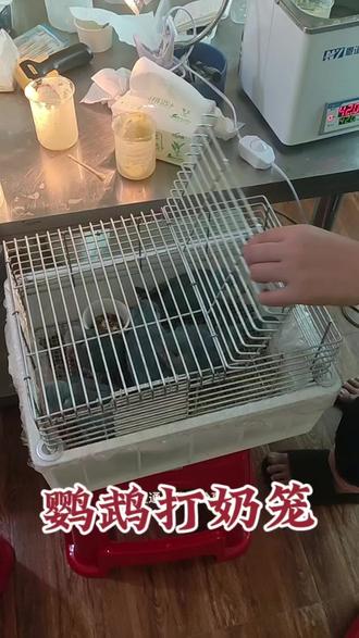 自制鹦鹉打奶笼#和尚鹦鹉 #小太阳鹦鹉幼仔 #鹦鹉打奶